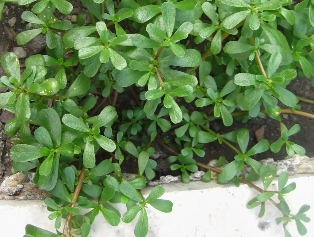 Purslane: A Nutrient-Rich Plant with Numerous Benefits