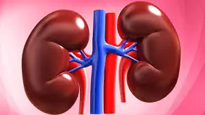 Kidney Cancer: Warning Signs You Should Not Ignore