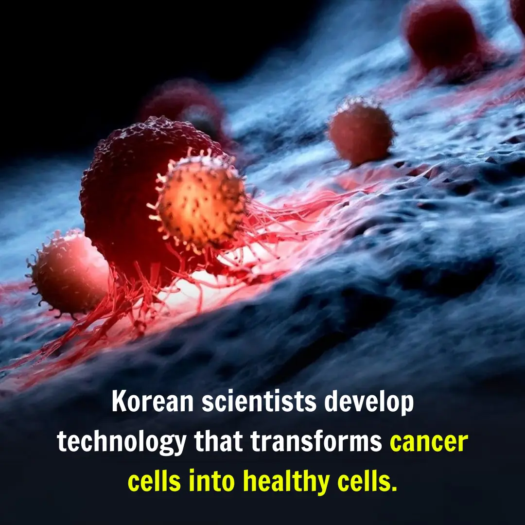 Korean Scientists Develop a Technology That Converts Cancer Cells into Healthy Cells