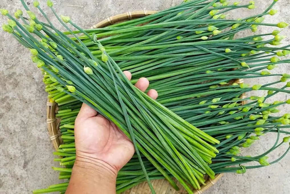 Does Chives Act as a "Catalyst" for Tumor Growth?