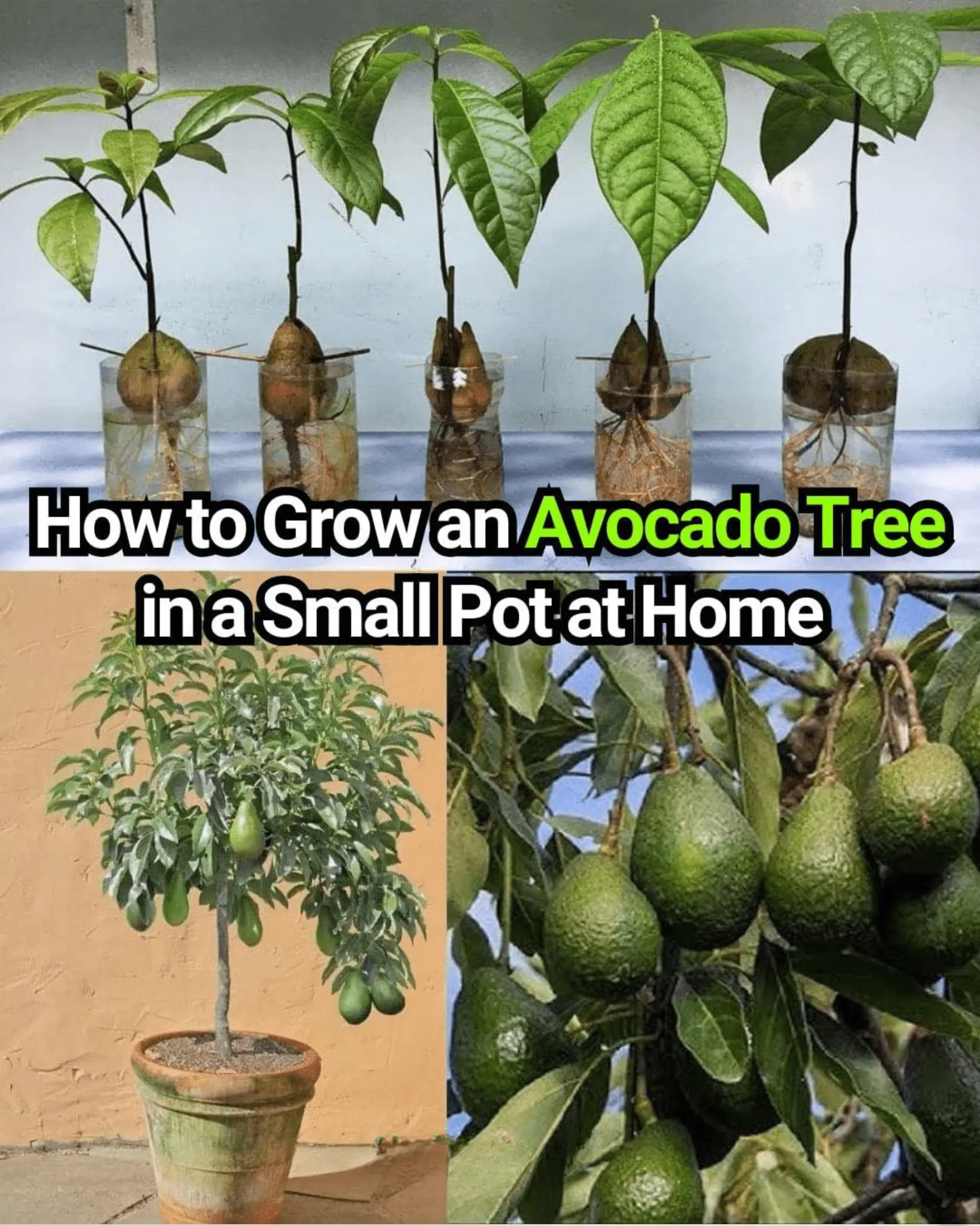 Stop Buying Avocados. Here’s How You Can Grow an Avocado Tree in a Small Pot at Home