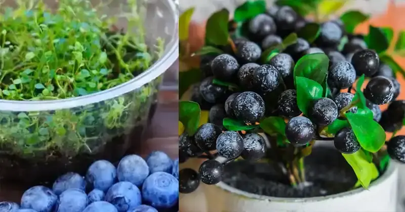 Blueberries, with this very simple trick I can grow them at home endlessly | I haven’t bought any for years