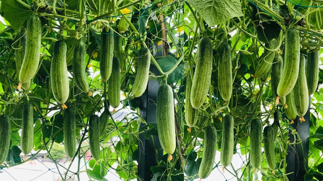 7 Mistakes to Avoid When Planting Cucumbers: To ensure a bountiful harvest