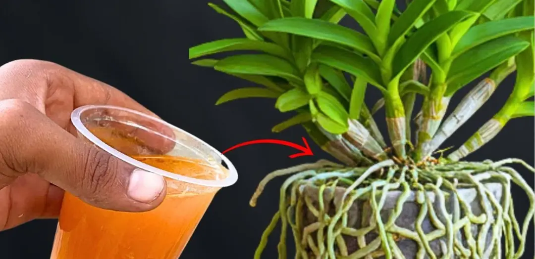 The Most Effective Way to Revive a Dying Orchid and Make It Bloom Again