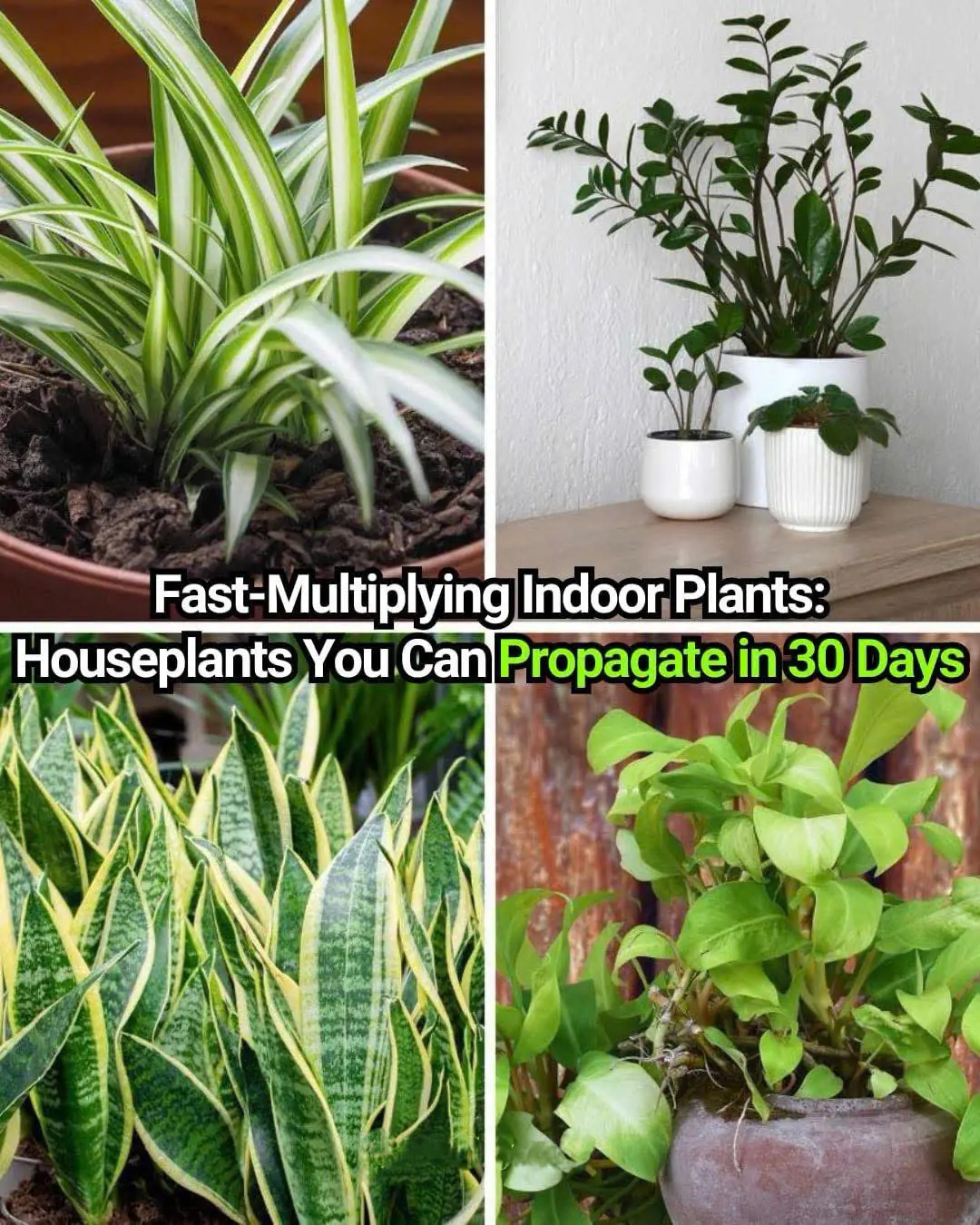 How To Force a Snake Plant to Produce Pups for Unlimited Sansevierias