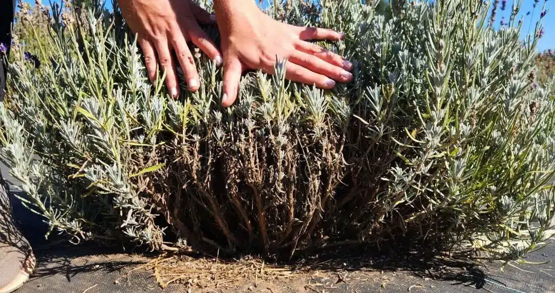 How to Prune Lavender the Right Way