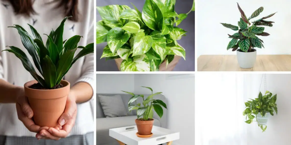 21 Houseplants that Can Grow Without Sunlight