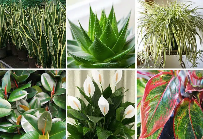 These Plants Are Oxygen Bombs & They Can Clean The Air In Your Home