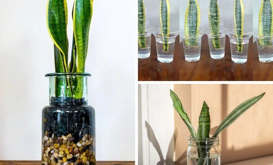 How To Grow Snake Plant in Water