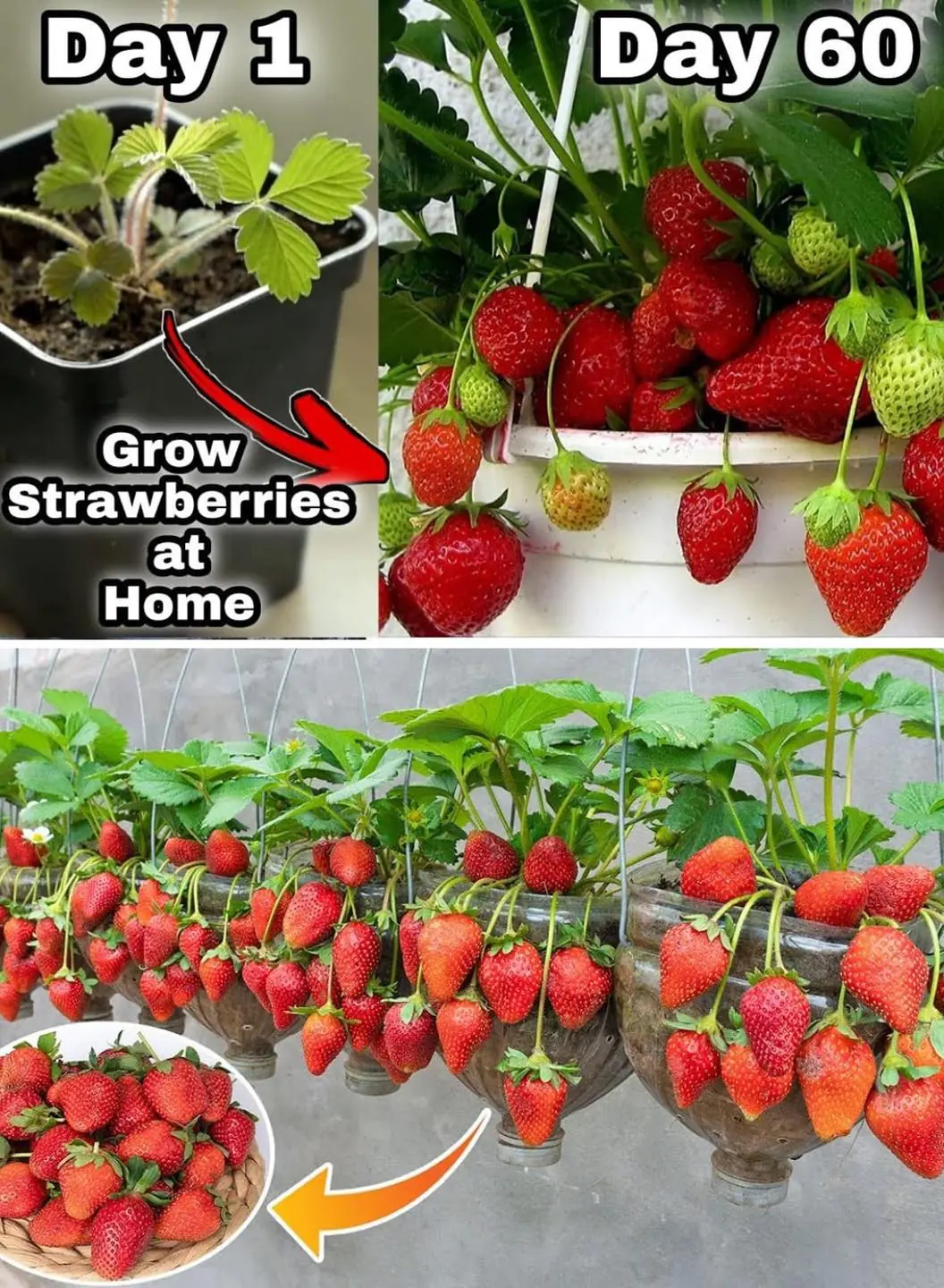 Stop Buying Strawberries. Use These 7 Brilliant Tips To Grow Them At ...