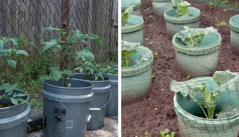 9 Foods You Can Grow In Buckets All Year