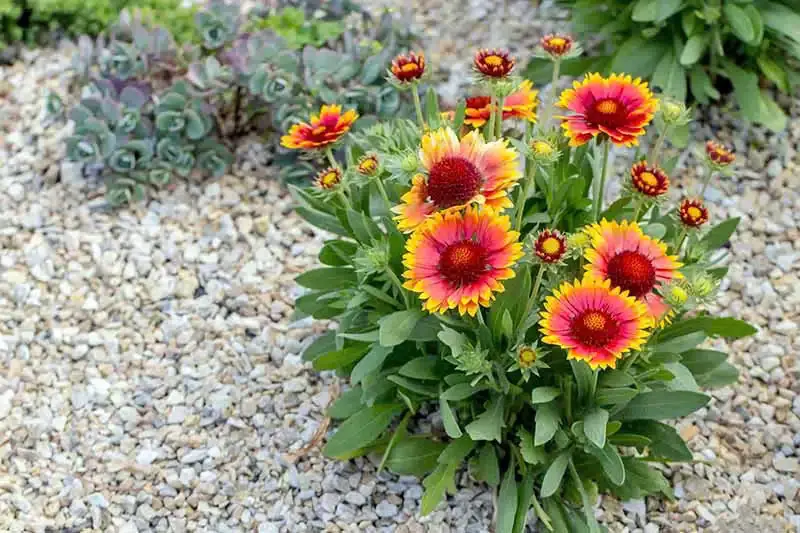 15 Plants That Bloom All Summer Long