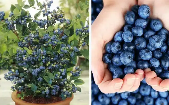 Stop Buying Blueberries- Use This Clever Method To Get A Never Ending Supply