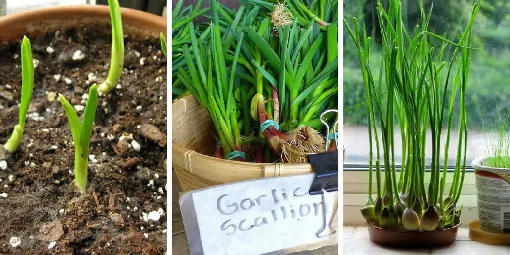 How to Grow Garlic Indoors in Containers