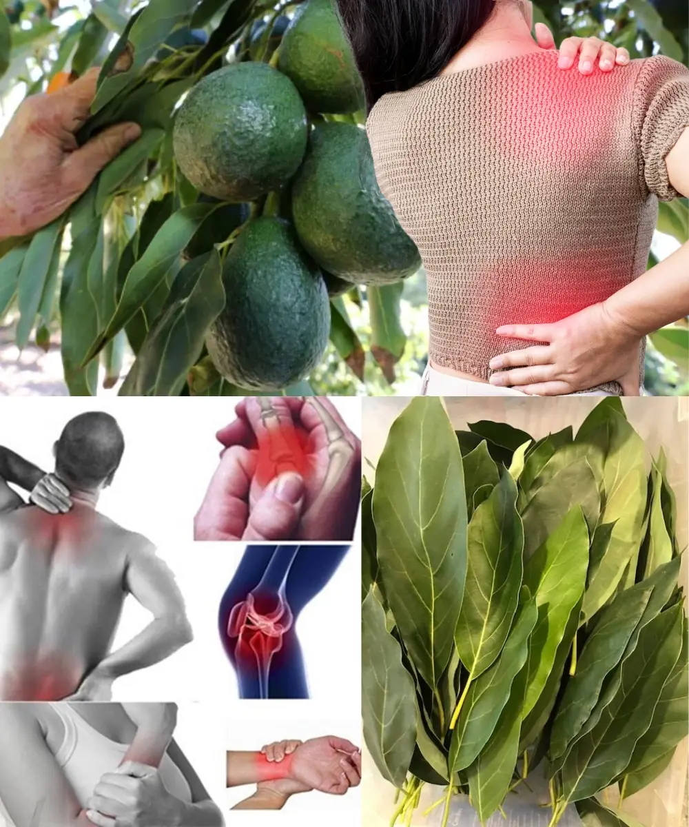 Natural Kidney Healing Remedy: How Mango and Avocado Leaves Can Support Your Kidney Health