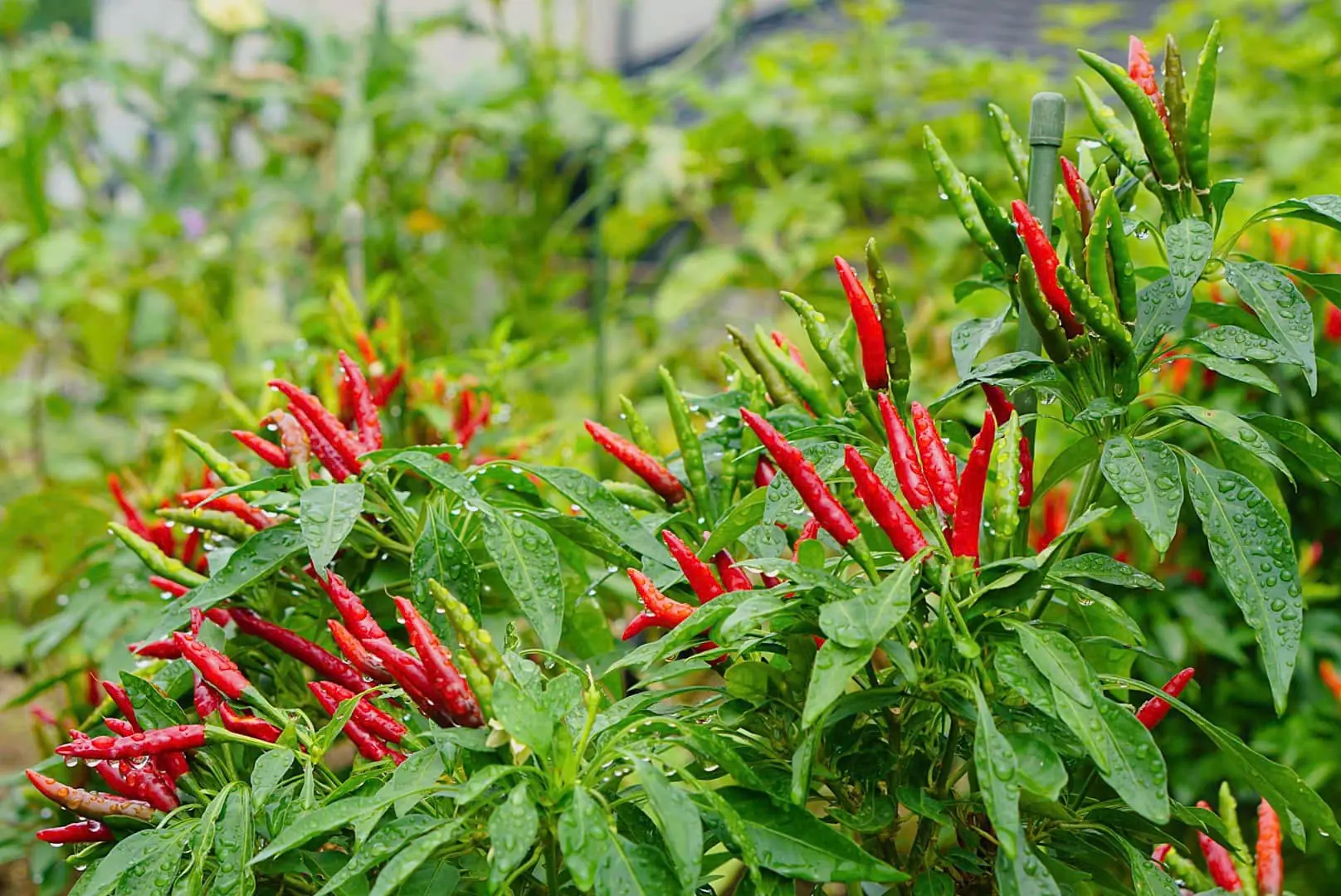 Doctor’s Reminder: Elderly People Eating Chili Every Day May Experience These 3 Changes