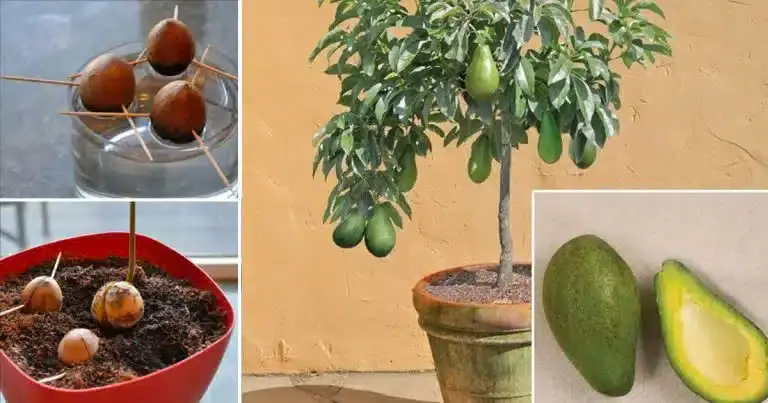 Stop Buying Avocados. Here’s How You Can Grow an Avocado Tree in a Small Pot at Home