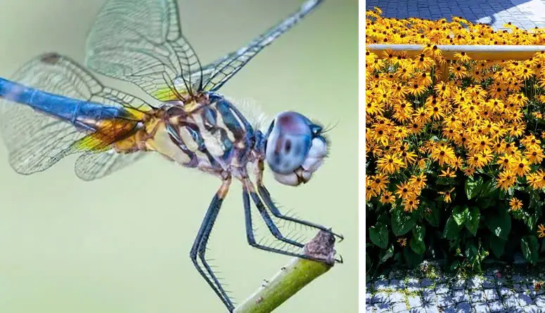 One Dragonfly Can Eat 100s of Mosquitoes per Day: Keep These Plants in Your Yard to Attract Dragonflies!