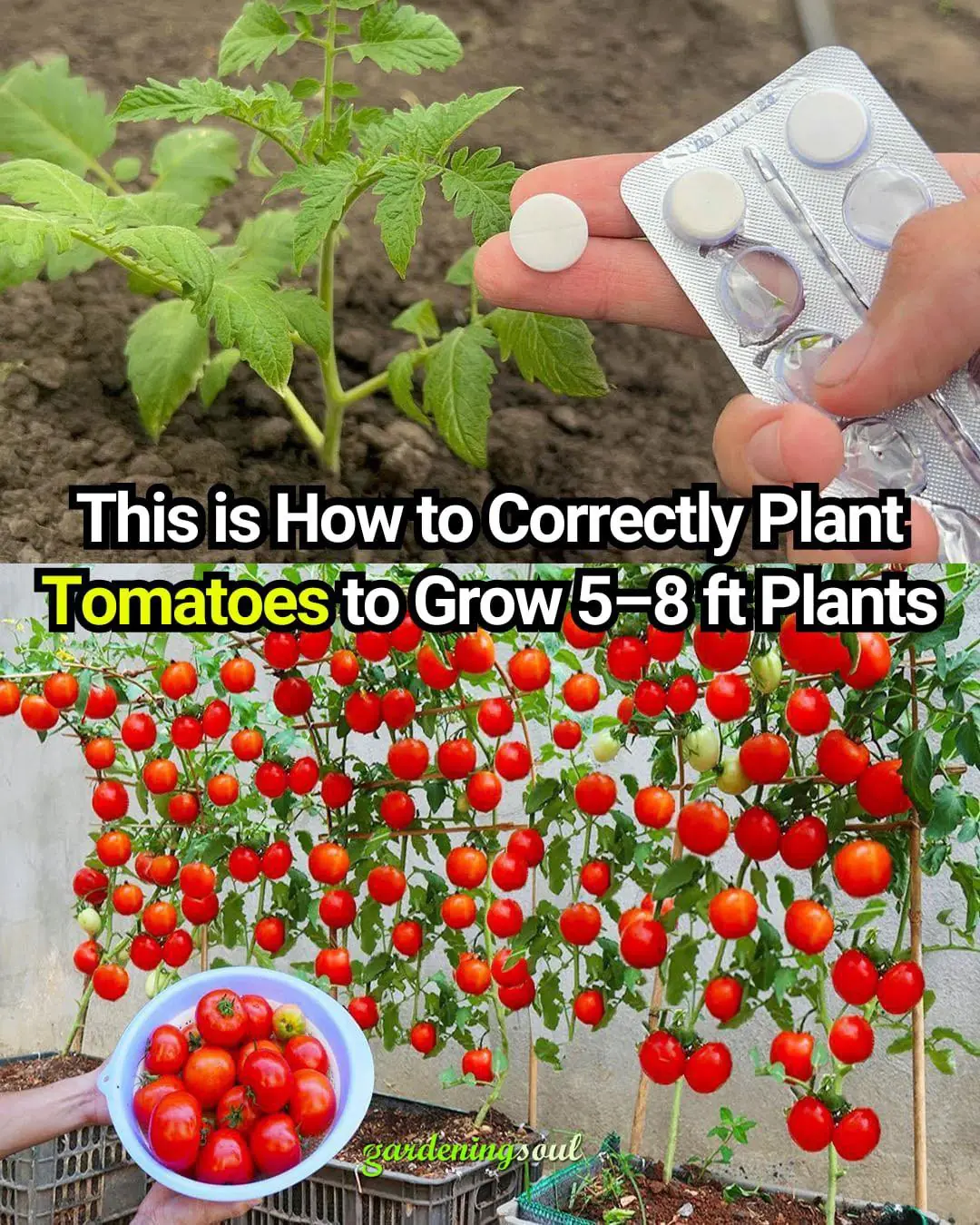 This is How to Correctly Plant Tomatoes to Grow 5–8 ft Plants