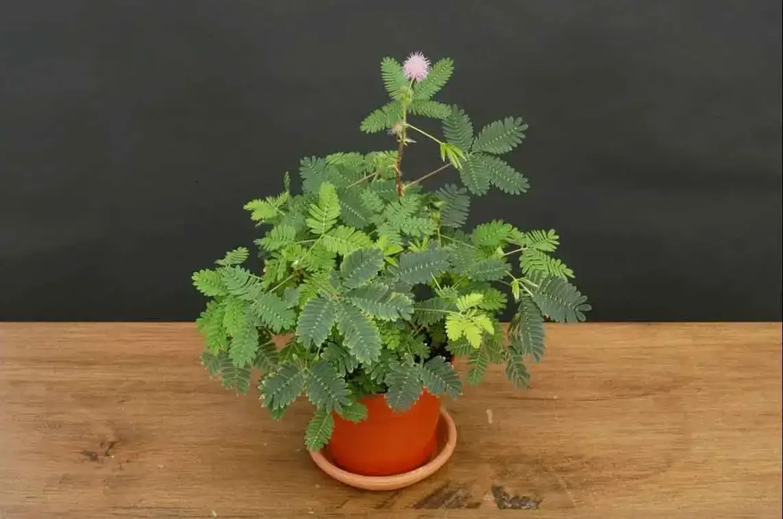 The Healing Power of Mimosa Pudica: 10 Incredible Health Benefits of the Sensitive Plant