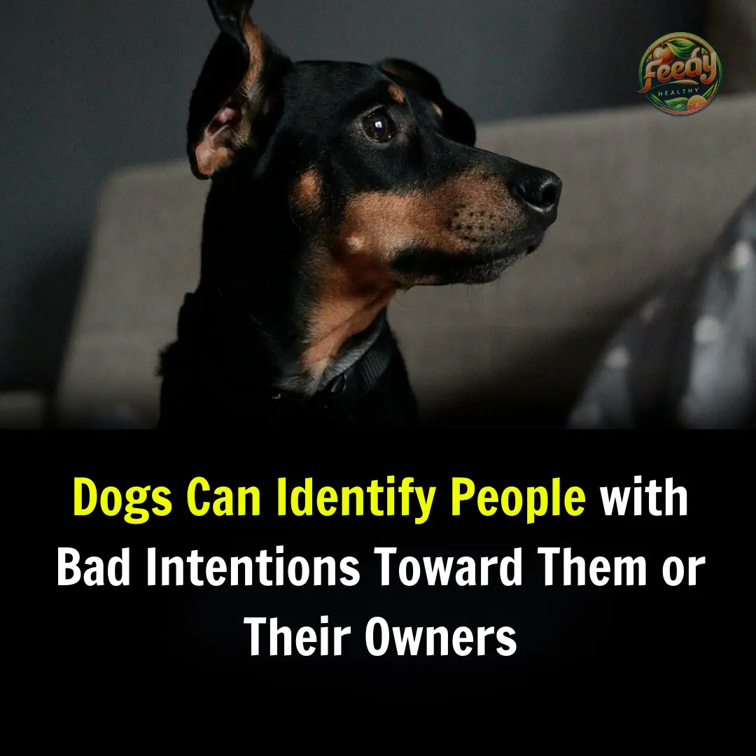 Dogs Can Identify People with Bad Intentions Toward Them or Their Owners