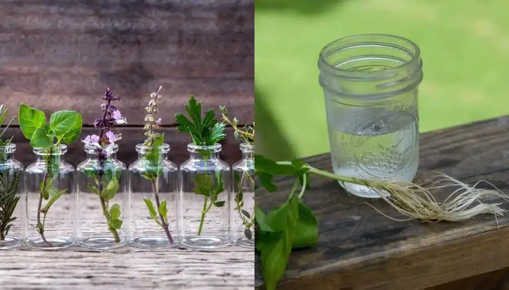 12 Herbs you Can Grow With Just Water all Year Round