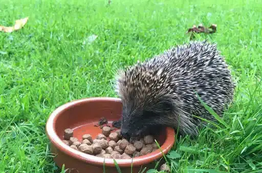 7 Ways How to Attract Hedgehogs to Your Garden