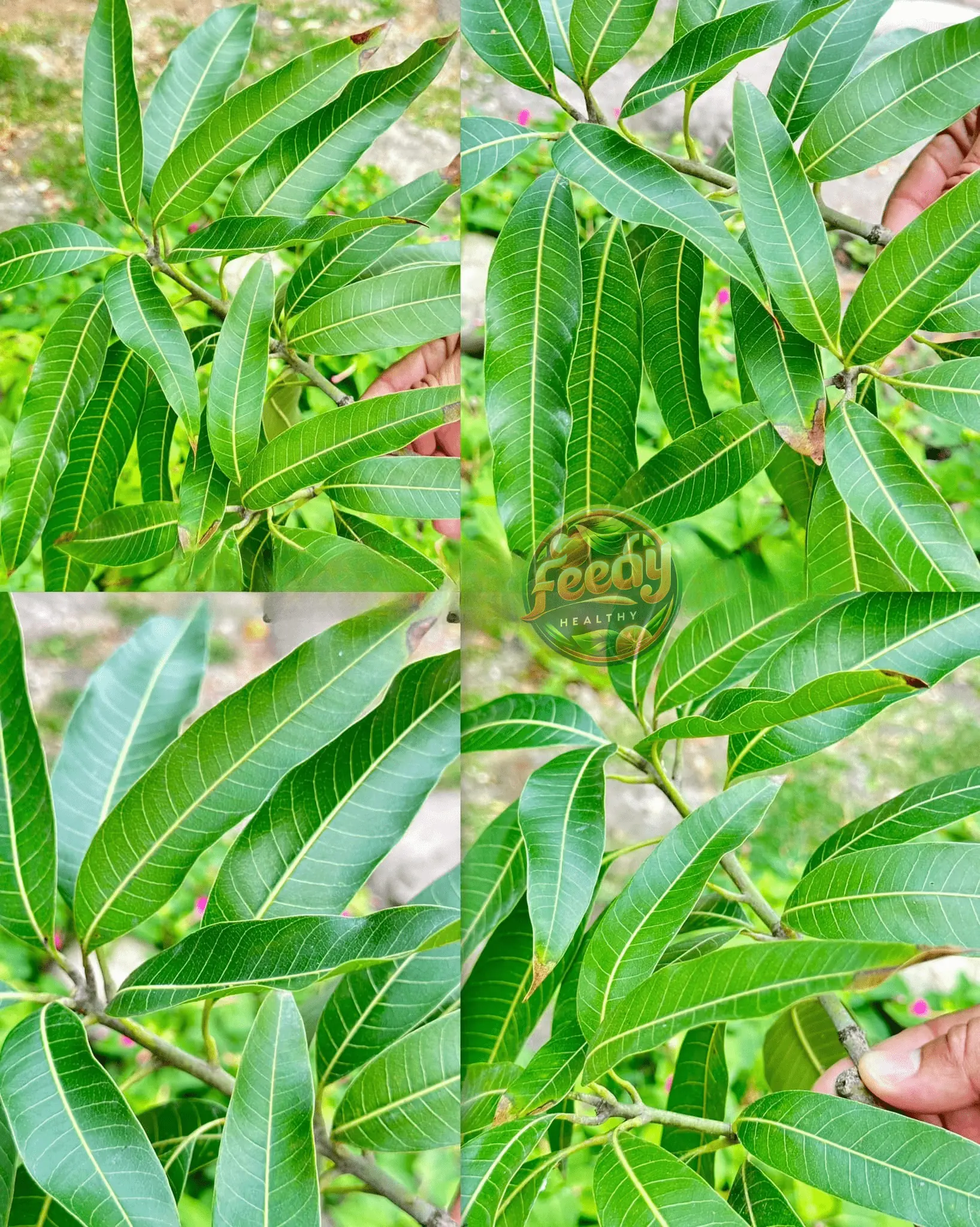 Eliminate Diabetes, Poor Circulation, High Blood Pressure, Pancreatic Issues, Swollen Feet, Fatty Liver, and More with This Powerful Leaf