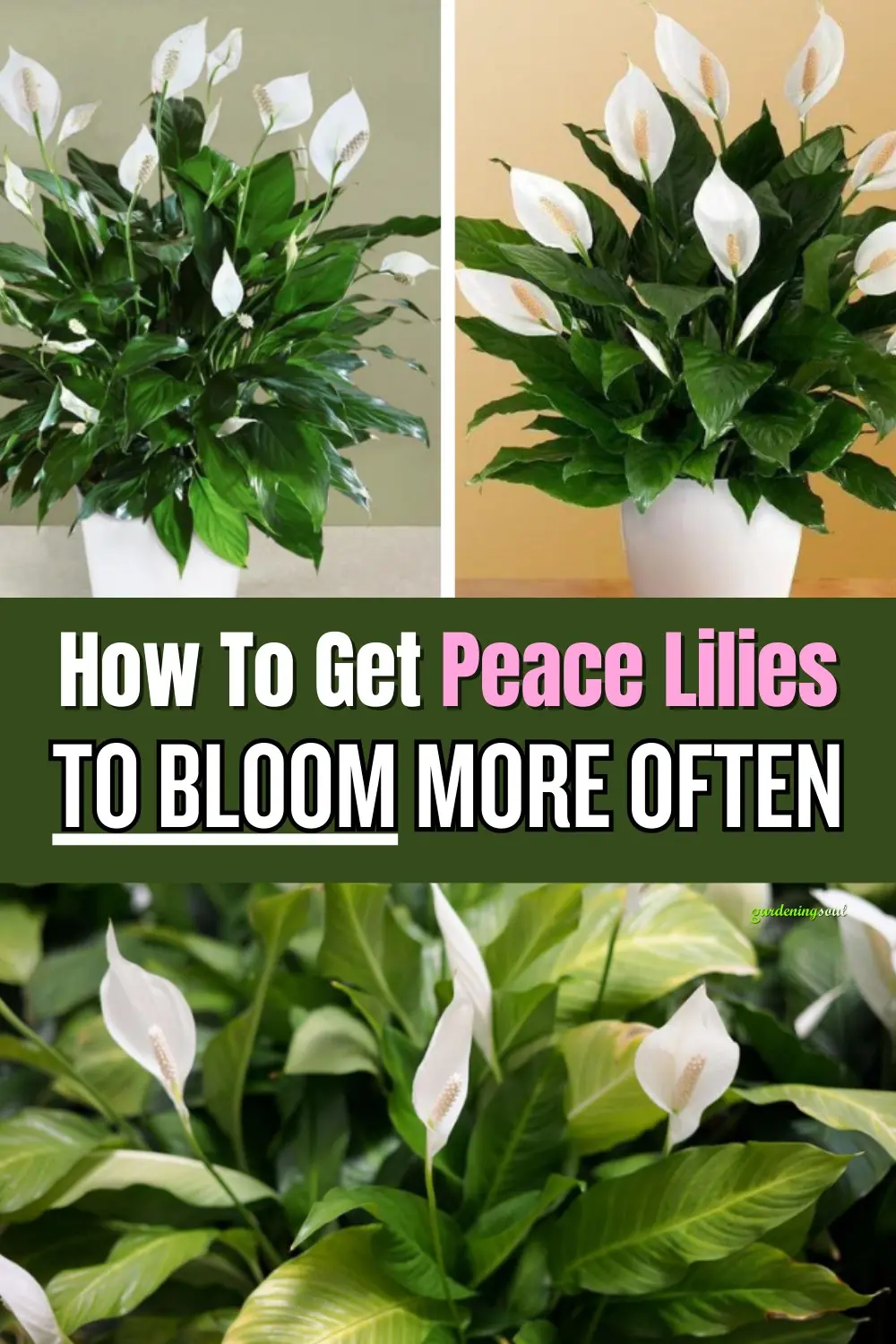 How To Get Peace Lilies To Bloom More Often