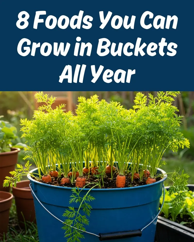 8 Foods You Can Grow in Buckets All Year