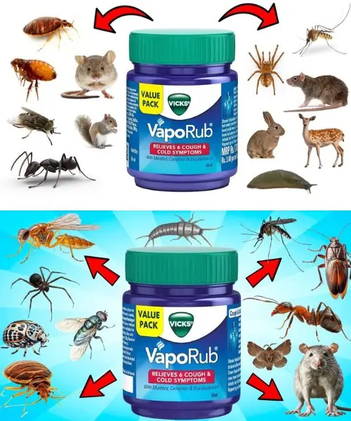 Vicks VapoRub Hack for Pest Removal: A Natural and Effective Solution