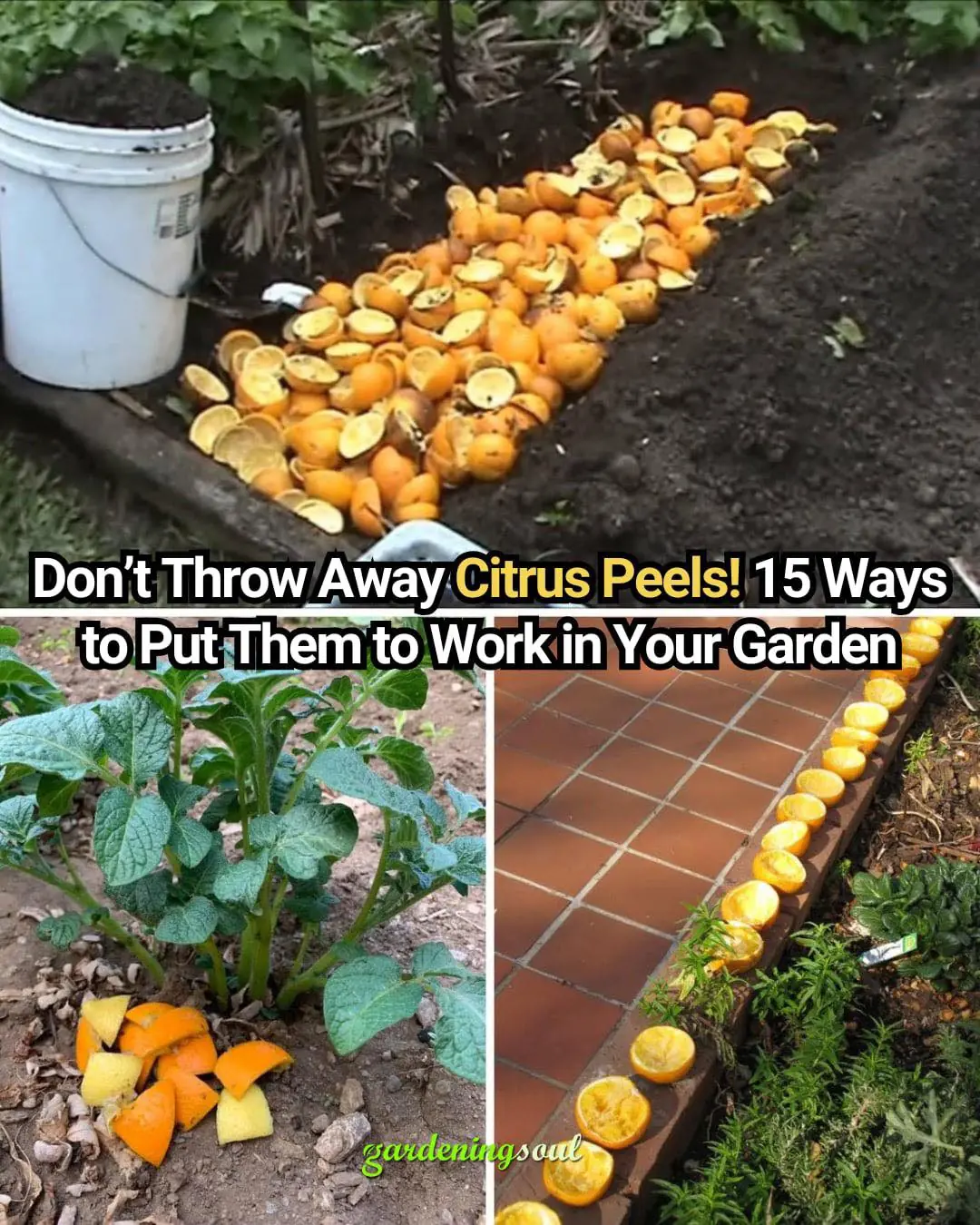 15 Most Useful Citrus Peel Uses in The Garden