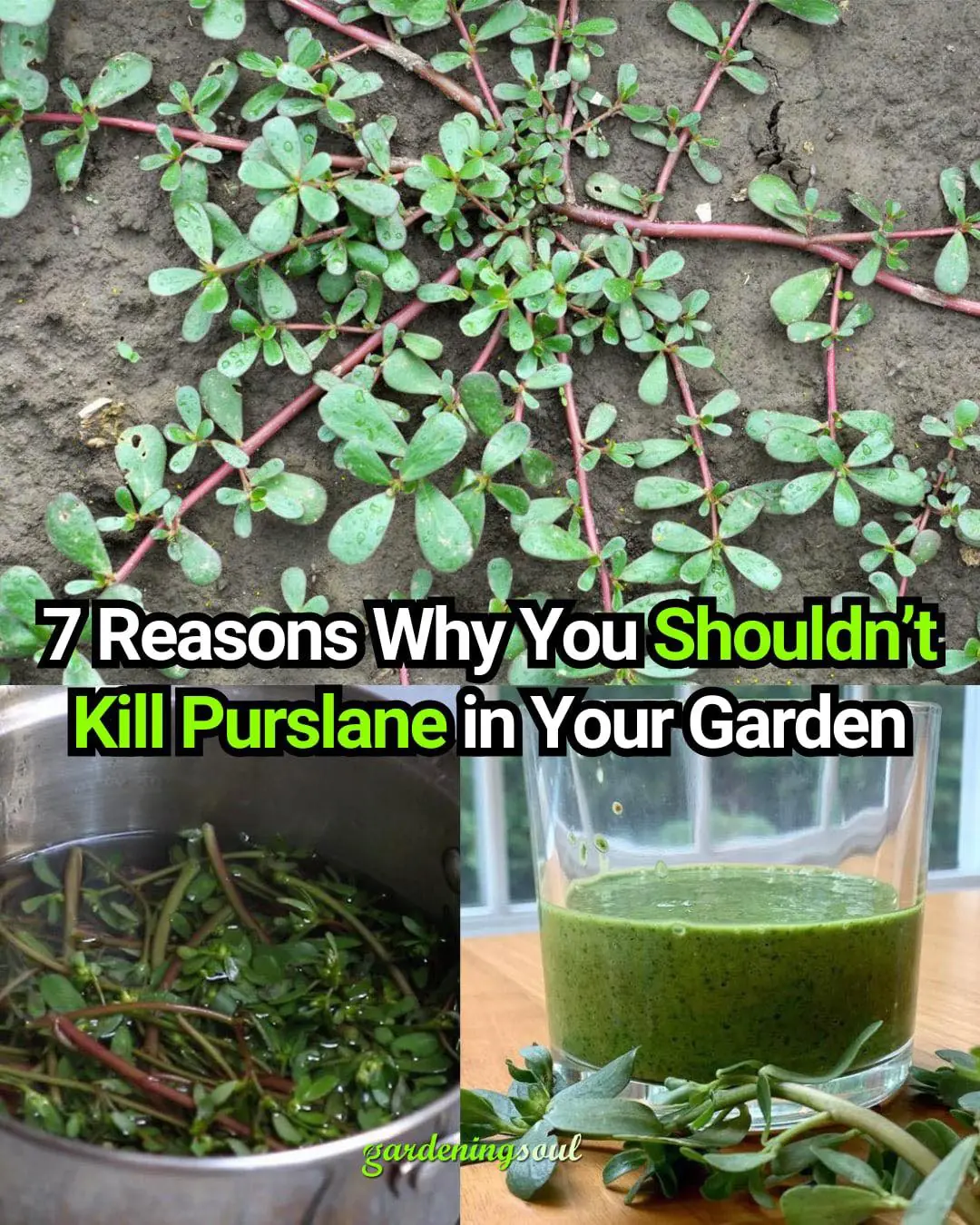 7 Reasons Why You Shouldn’t Kill Purslane in Your Garden