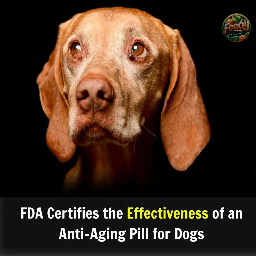 FDA Certifies the Effectiveness of an Anti-Aging Pill for Dogs