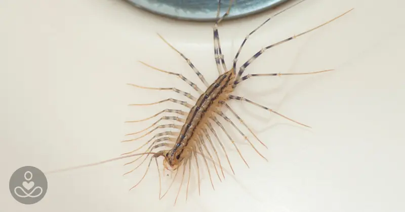 Why You Should Never Ever Kill A House Centipede If You Find One Inside Of Your Home