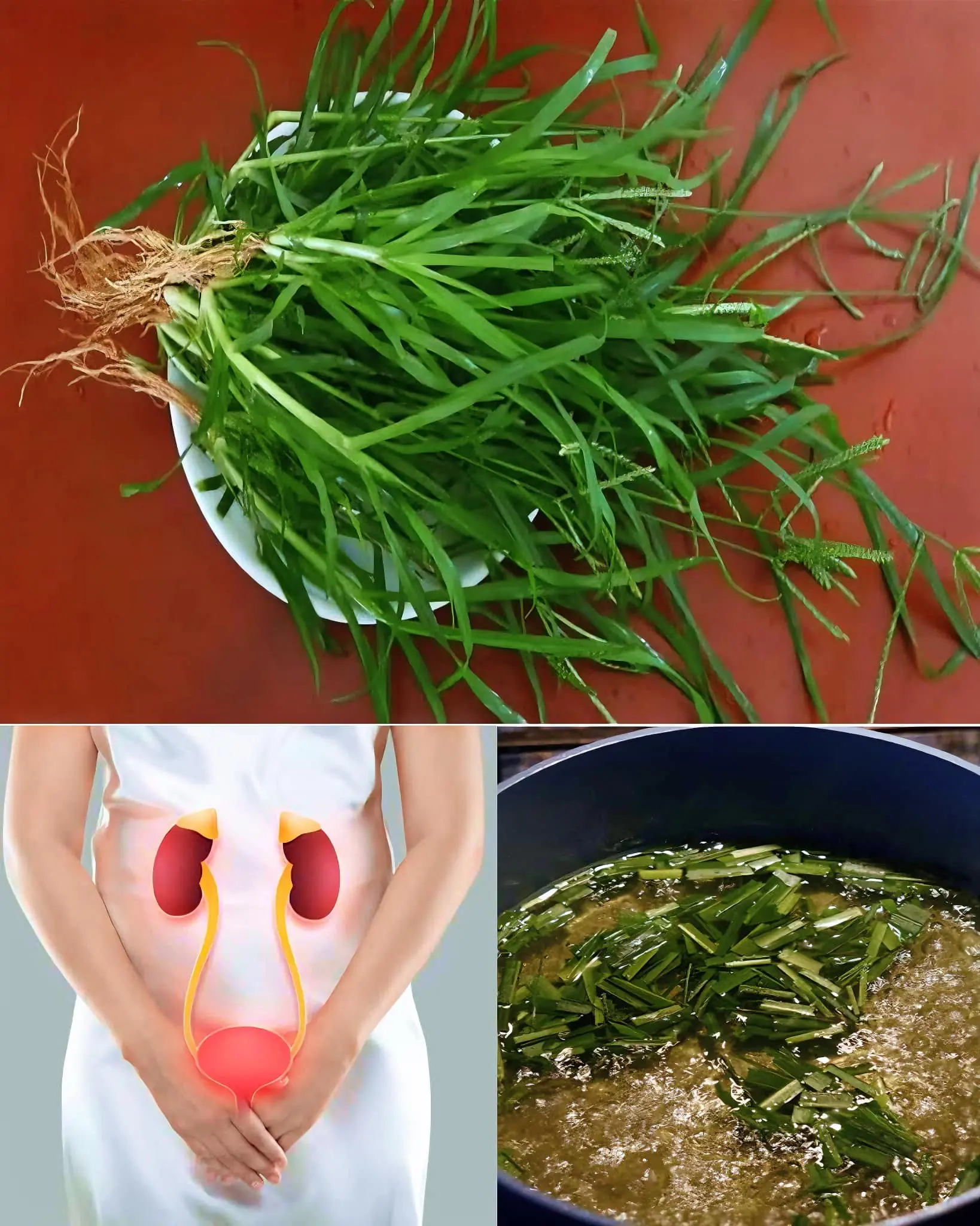 Goosegrass: The Plant Growing in Your Backyard That Can Improve Your Health with These 15 Uses