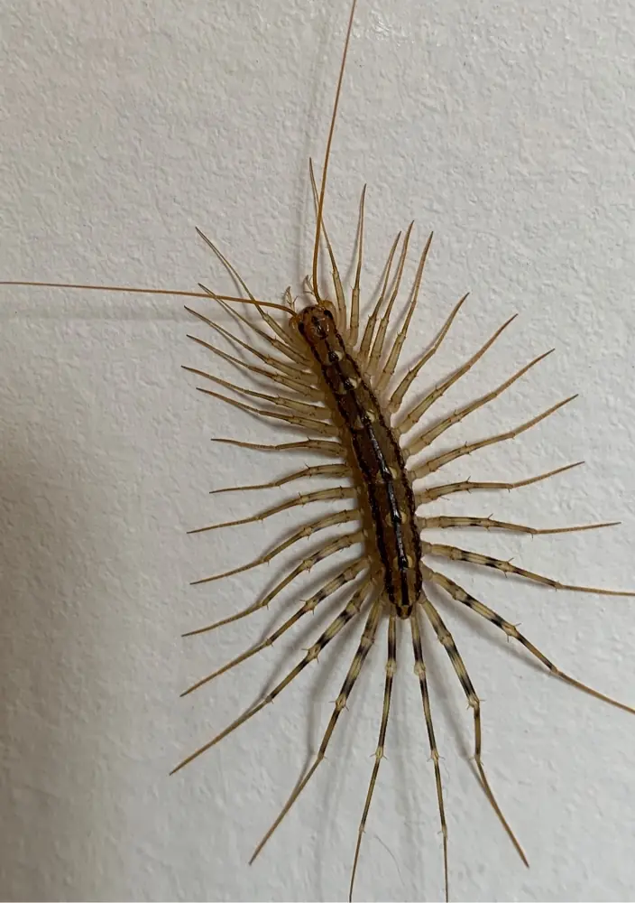 Why You Should Never Ever Kill A House Centipede If You Find One Inside Of Your Home