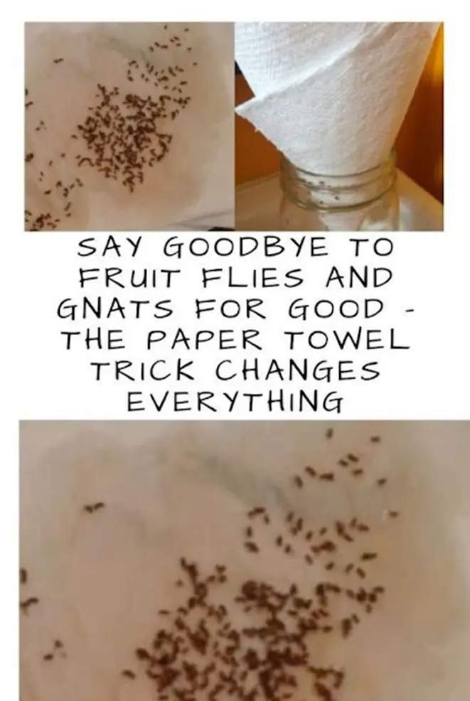 Express Farewell To Natural product Flies And Gnats For Good – The Paper Towel Stunt Makes a huge difference