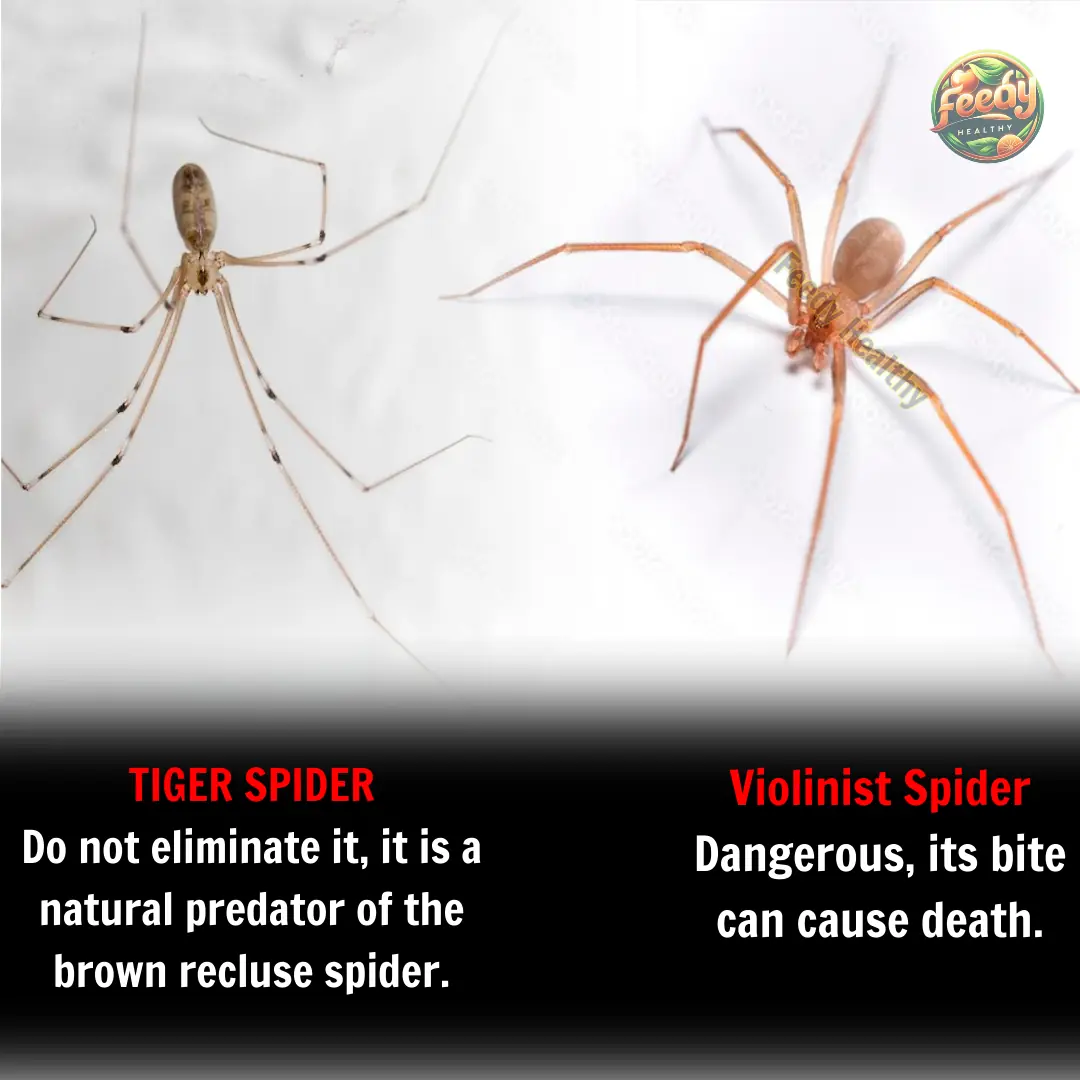 The Tiger Spider: Nature’s Defense Against the Violin Spider