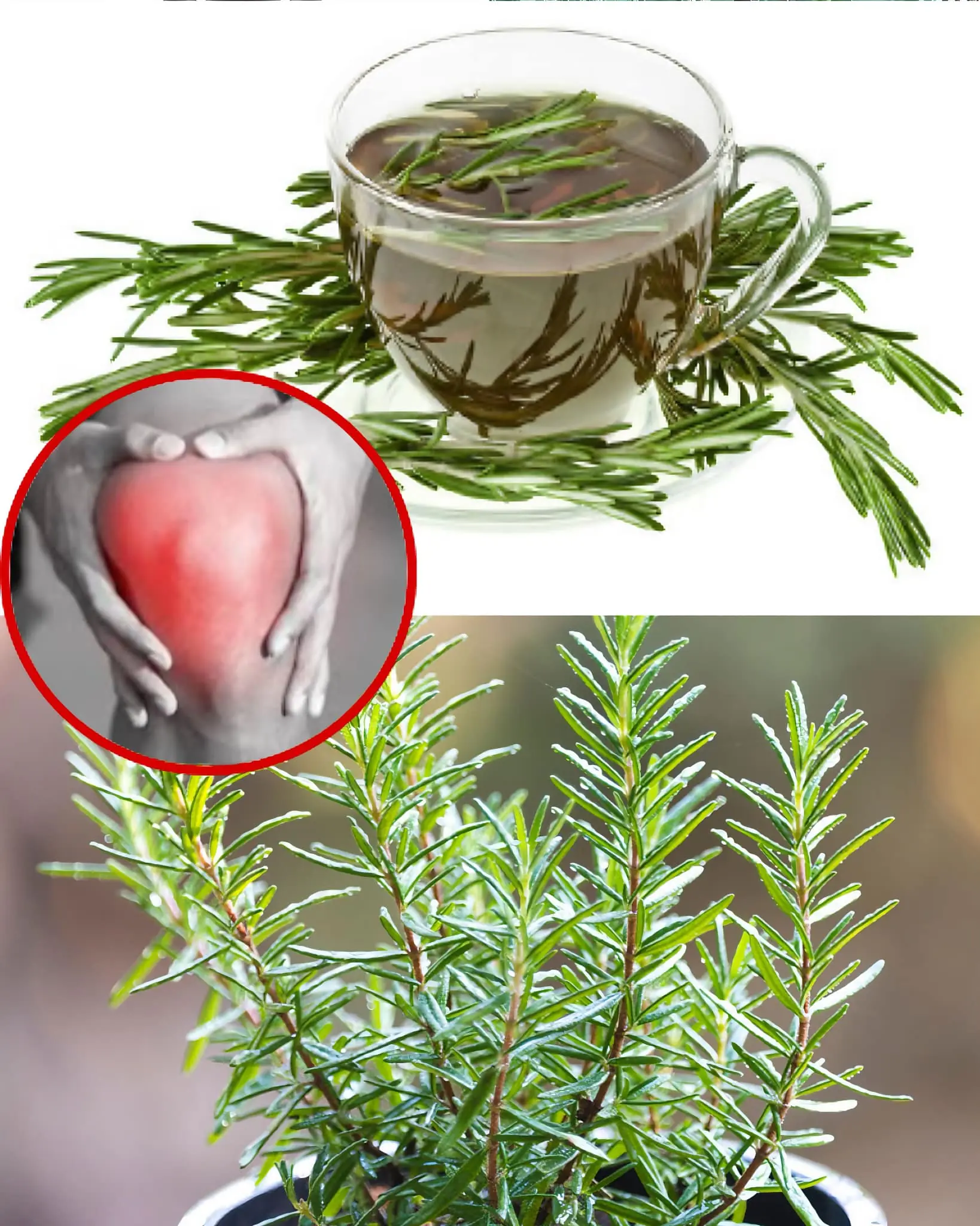 Rosemary for Leg Pain: Natural Relief for Joints and Back