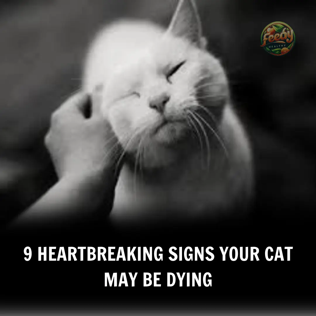 9 Heartbreaking Signs Your Cat May Be Near The End—And How To Help