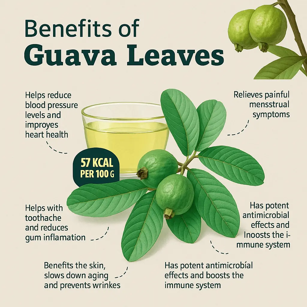 Amazing Health Benefits Of Guava Leaves Amazing Health Benefits Of Guava Leaves