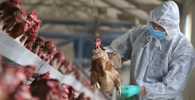 Alarming Health Warning: Experts Say the U.S. Faces Growing Threat from Bird Flu — “We Must Prepare Now”