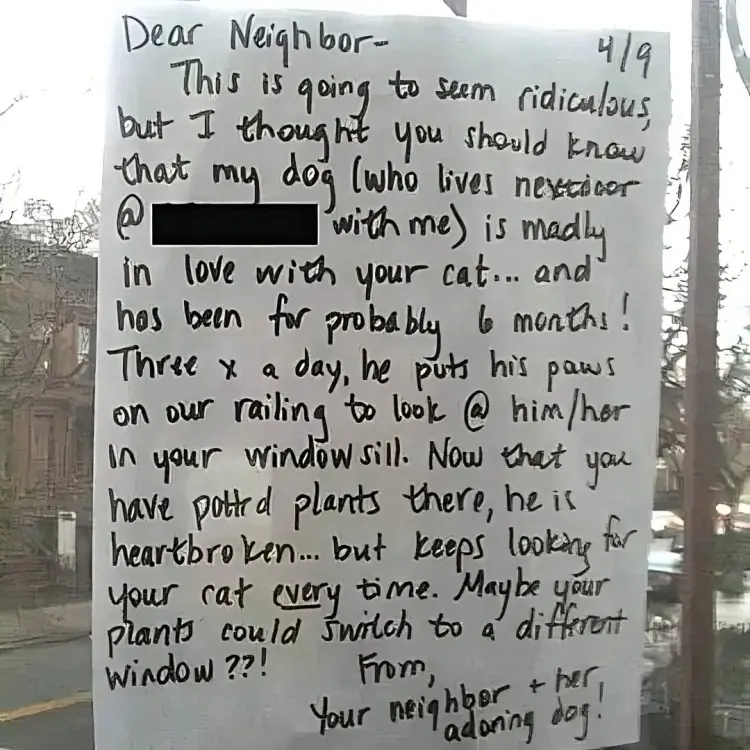 Dog Falls In Love With Cat And Watches Out The Window Every Days.