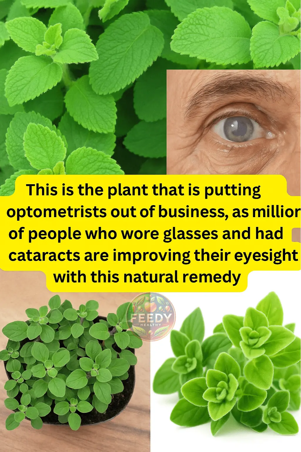 🌿 Orégano Orejón: A Natural Ally for Eye Health