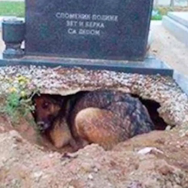 Dog appears to ‘grieve’ by dead owner’s grave: But what she’s hiding in the hole shocks everyone