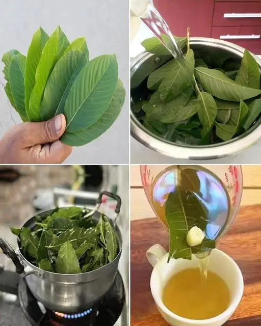 Discover the Power of Provitamin A in Guava Leaves: A Natural Boost for Your Vision and Nervous System