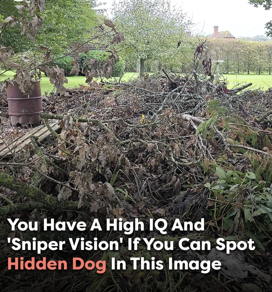 Can you spot the hidden dog? Only those with ‘sniper vision’ can find it