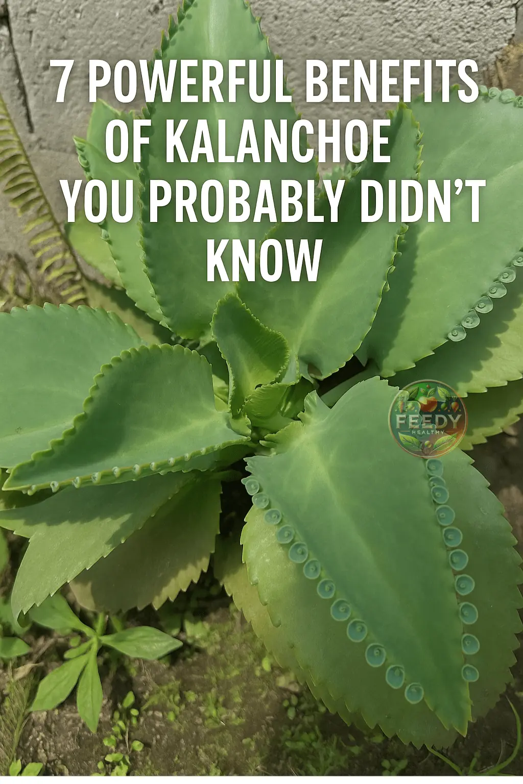 7 Powerful Benefits of Kalanchoe You Probably Didn’t Know