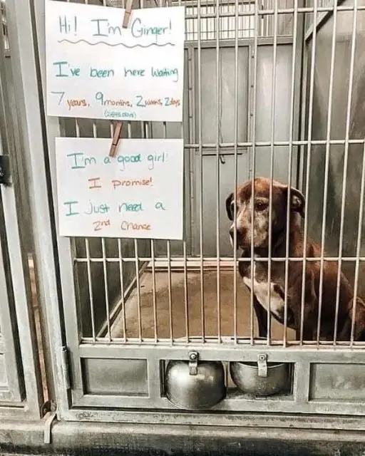 I DIDN’T MEAN TO STOP AT THE SHELTER—BUT HER EYES WOULDN’T LET ME LEAVE